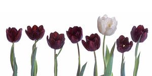 Wit en zwarte tulpen panorama