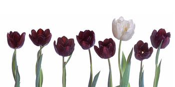 White and black tulips panorama