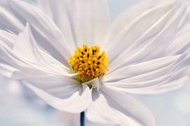Cosmea von Violetta Honkisz