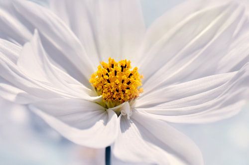 Cosmea