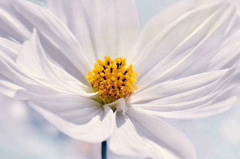 Cosmea von Violetta Honkisz
