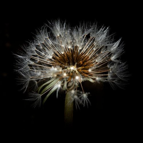 La lumière dans l'obscurité