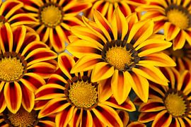 Bos Gerberas geel en rood von Tessa Louwerens