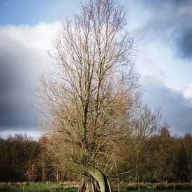 Gekrulde boom van Mister Moret