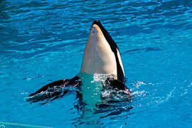 Dolphin jumping,California. by Mikhail Pogosov