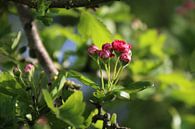 Rosa Blüte von Rianne Fotografeert Miniaturansicht