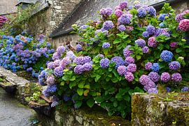 Bloemenzee in Locronan | Bretagne van Flatfield