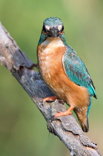 Eisvogel (Mann)