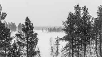 Neige sur la forêt sur Timo Bergenhenegouwen