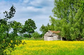 Farbenfrohe Niederlande