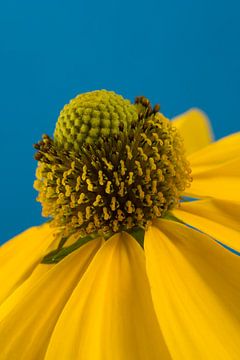 Zonnig gele Zonnehoed (Echinacea) met blauwe achtergrond van Marjolijn van den Berg