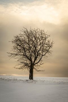 Avondstemming in de winter met boom van Holger Spieker