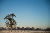 Winterbirnenbaum von Mariska Hofman Miniaturansicht