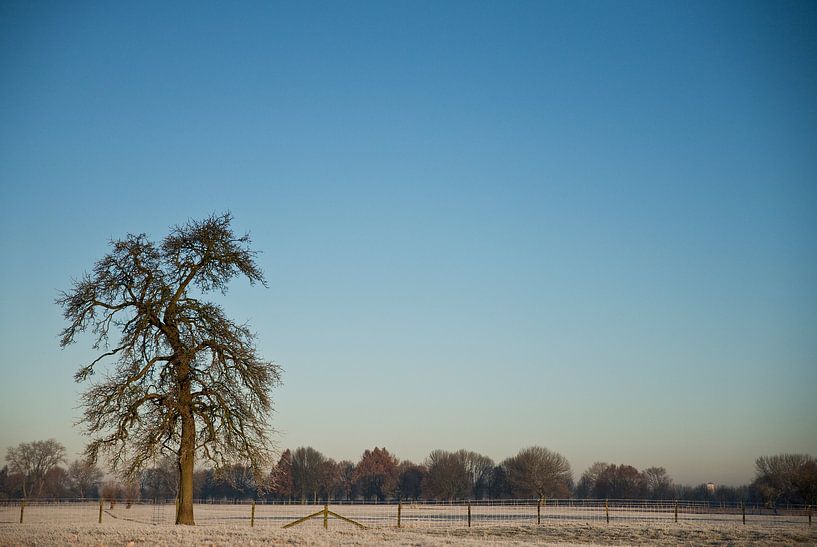 Winterbirnenbaum von Mariska Hofman
