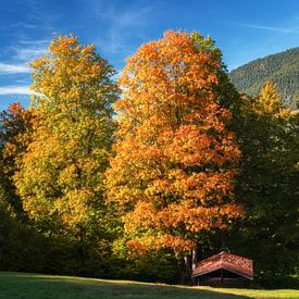 Wandern in Bayern im Herbst. Mit großen Bäumen und Almhütte von Daniel Pahmeier