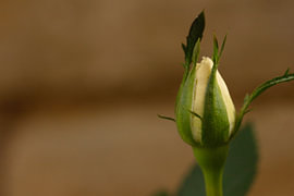 Gros plan sur un bouton de rose blanche