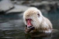 Snowmonkey Japan