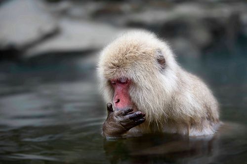 Schneeaffe Japan