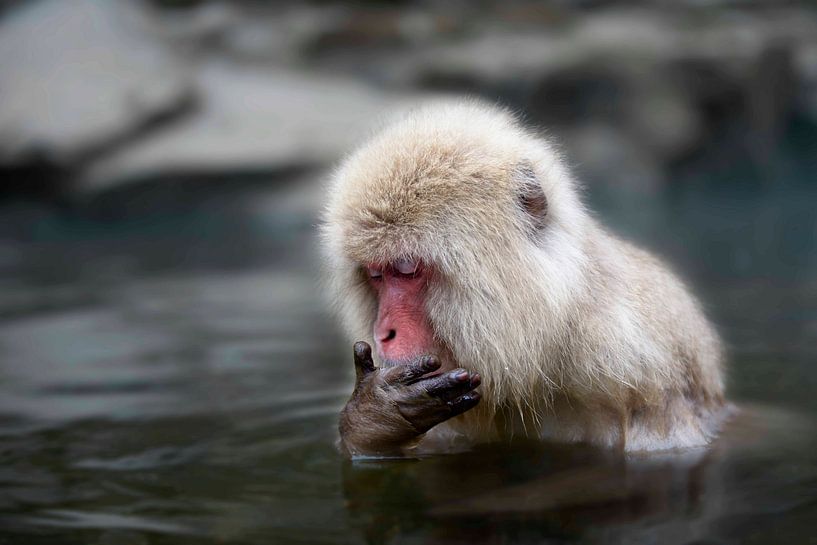 Snowmonkey Japan van Maaike Van Den Meersschaut