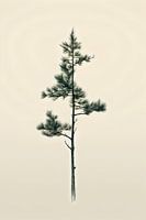 Pine tree