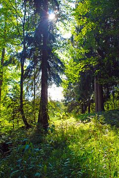 Licht in bos van M.A. Ziehr