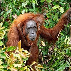 Un orang-outan avec son petit dans la forêt tropicale. sur Ralf Lehmann