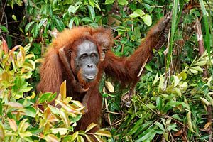 Un orang-outan avec son petit dans la forêt tropicale.