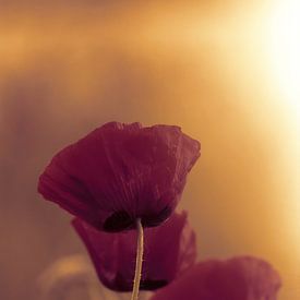 Poppies in the evening light by Lucie Bos