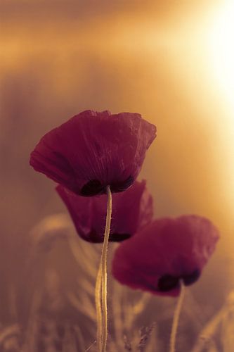 Poppies in the evening light