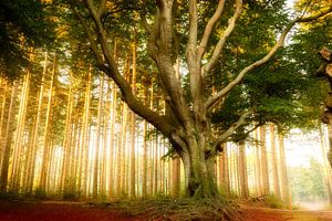 Beautiful beech tree on the Slotplaats near Bakkeveen by KB Design & Photography (Karen Brouwer)