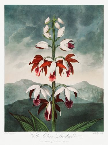 Robert John Thornton - Chinese Limodoron