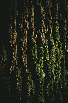 Tree bark with moss in the morning sun by Jan Eltink