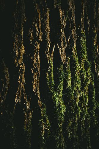 Boomschors met mos in de ochtendzon