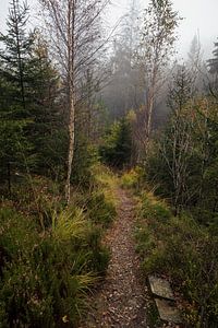 Mystieke Boswandeling in de Belgische Ardennen
