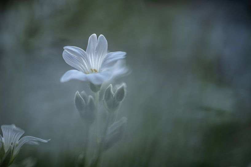 bloemen part 297 van Tania Perneel