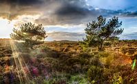 2 bomen in de zon van jeroen akkerman thumbnail