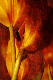 Tulpen sur Markus Wegner