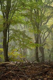 A beautiful morning... by Peter Korevaar