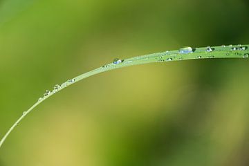 Schöne Morgensonne scheint auf viele winzige Wassertropfen auf einem langen Grasblatt von adventure-photos