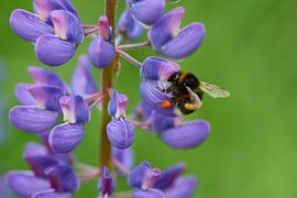 Grand bourdon terrestre sur un lupin
