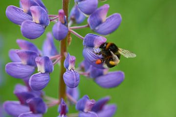 Grote grondhommel op een lupine van Karin Jähne