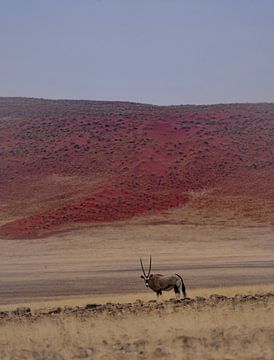 Oryx antelope in front of the red dunes of the Namib Desert in Namibia by Patrick Groß