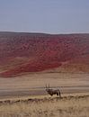 Oryx antelope in front of the red dunes of the Namib Desert in Namibia by Patrick Groß thumbnail