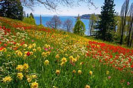 Sea of Tulips by Marco Eicher