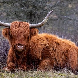 Schotse Hooglander in Nationaal Park Zuid-Kennemerland van Eva Cameron