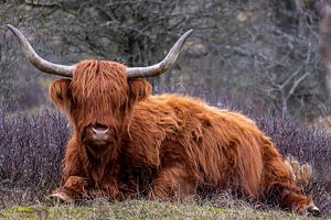 Highlander écossais dans le parc national de South Kennemerland sur Eva Cameron