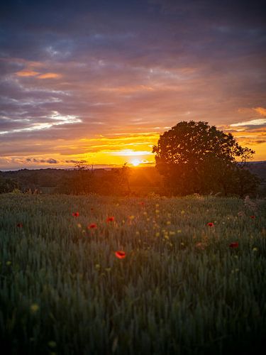 Zonsondergang in de Vogezen