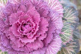 Zierkohl von Ulrike Leone