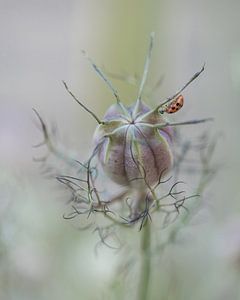 Coccinelle sur Liliane Jaspers