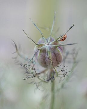 Ladybird by Liliane Jaspers